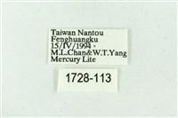 臺雪苔蛾藏品圖，第3張