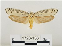 線紋篩蛾藏品圖，第1張