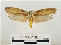 線紋篩蛾藏品圖，第2張