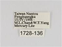 線紋篩蛾藏品圖，第3張