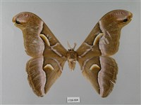 眉紋天蠶蛾藏品圖，第1張