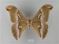 眉紋天蠶蛾藏品圖，第2張