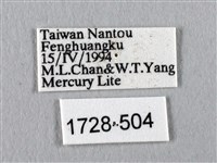 眉紋天蠶蛾藏品圖，第3張