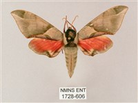 榆綠天蛾藏品圖，第1張