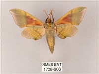 榆綠天蛾藏品圖，第2張