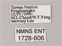 榆綠天蛾藏品圖，第3張