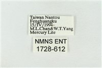 臺洒波紋蛾藏品圖，第3張