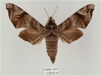 半緣缺角天蛾藏品圖，第1張