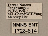 半緣缺角天蛾藏品圖，第3張