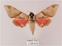 榆綠天蛾藏品圖，第1張