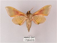 榆綠天蛾藏品圖，第2張