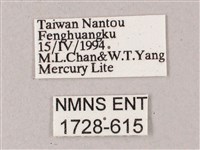 榆綠天蛾藏品圖，第3張