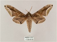 白點天蛾 藏品圖，第1張