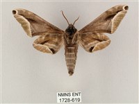 白點天蛾 藏品圖，第2張