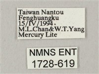 白點天蛾 藏品圖，第3張