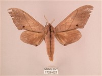 直翅六點天蛾藏品圖，第1張