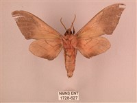 直翅六點天蛾藏品圖，第2張