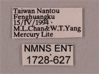 直翅六點天蛾藏品圖，第3張