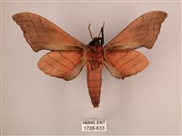 直翅六點天蛾藏品圖，第2張