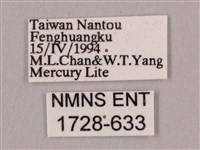 直翅六點天蛾藏品圖，第3張