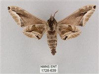 白點天蛾 藏品圖，第2張