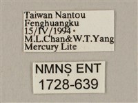 白點天蛾 藏品圖，第3張