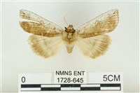 臺洒波紋蛾藏品圖，第1張