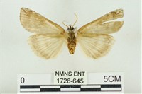 臺洒波紋蛾藏品圖，第2張