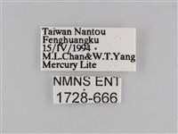 密紋波眼蝶藏品圖，第3張