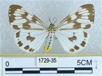 粉蝶燈蛾藏品圖，第1張