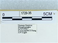 粉蝶燈蛾藏品圖，第3張