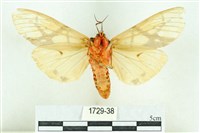 乳白斑燈蛾藏品圖，第2張