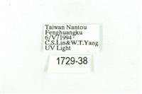 乳白斑燈蛾藏品圖，第3張