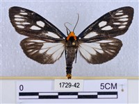 巨網燈蛾藏品圖，第1張