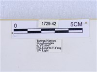 巨網燈蛾藏品圖，第3張