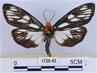 巨網燈蛾藏品圖，第1張