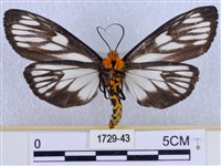 巨網燈蛾藏品圖，第2張