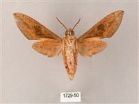 藏斜紋天蛾藏品圖，第2張