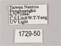 藏斜紋天蛾藏品圖，第3張