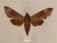 背中白天蛾藏品圖，第1張