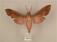 背中白天蛾藏品圖，第2張