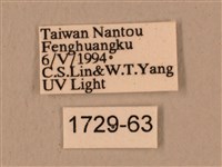 背中白天蛾藏品圖，第3張