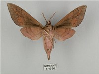 鋸線天蛾藏品圖，第2張