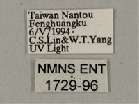 鋸線天蛾藏品圖，第3張