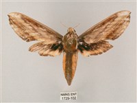 綠背斜紋天蛾藏品圖，第1張