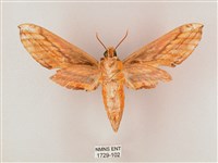 綠背斜紋天蛾藏品圖，第2張