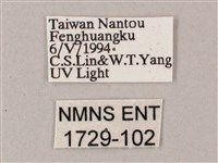 綠背斜紋天蛾藏品圖，第3張