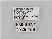 褐翅蔭眼蝶藏品圖，第3張