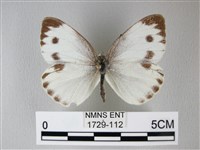 緣點白粉蝶藏品圖，第1張