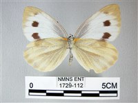 緣點白粉蝶藏品圖，第2張